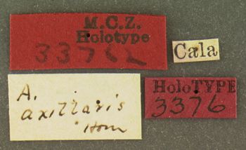 Media type: image;   Entomology 33762 Aspect: labels